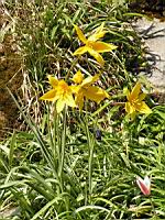 Carlina Acanthifolia (ss-esp. Cynara) (fam. Composees) (Europe) (01) (Photo F. Mrugala)